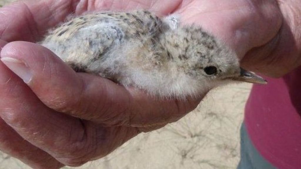 Drop in little terns numbers concerns RSPB