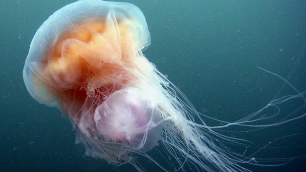 Stinging jellyfish spotted on Scots beaches BBC News