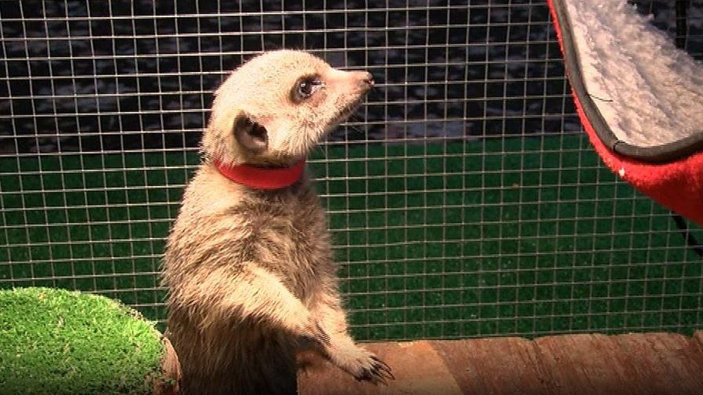 The meerkats helping disabled people