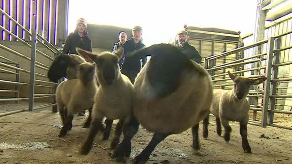 VIDEO: What do Welsh farmers say on the EU?