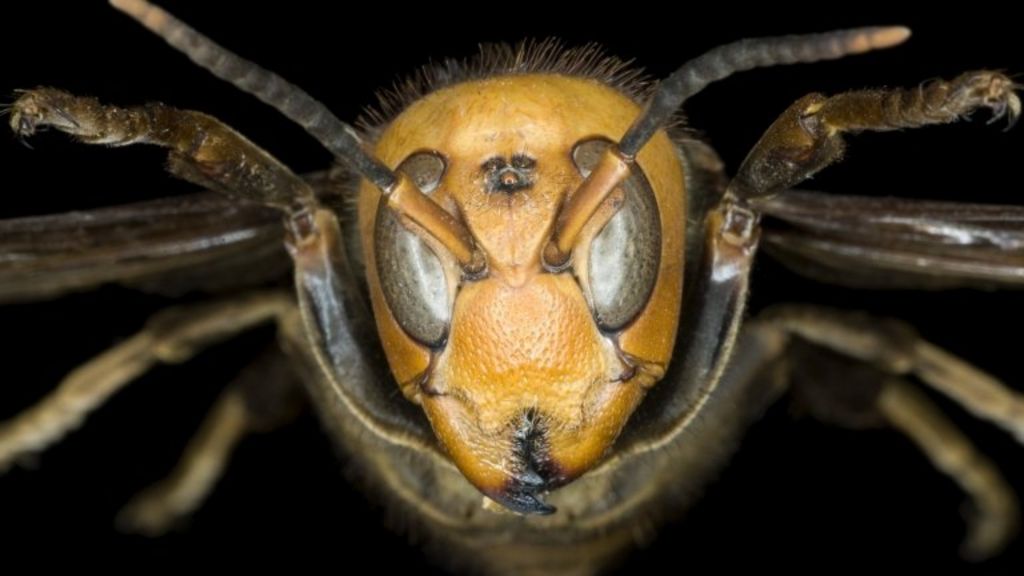 EU assesses insects-as-food risks