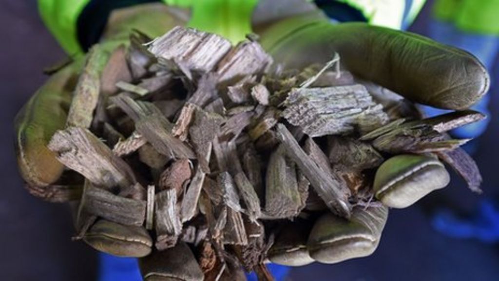 Burning wood for energy ignites fierce academic row