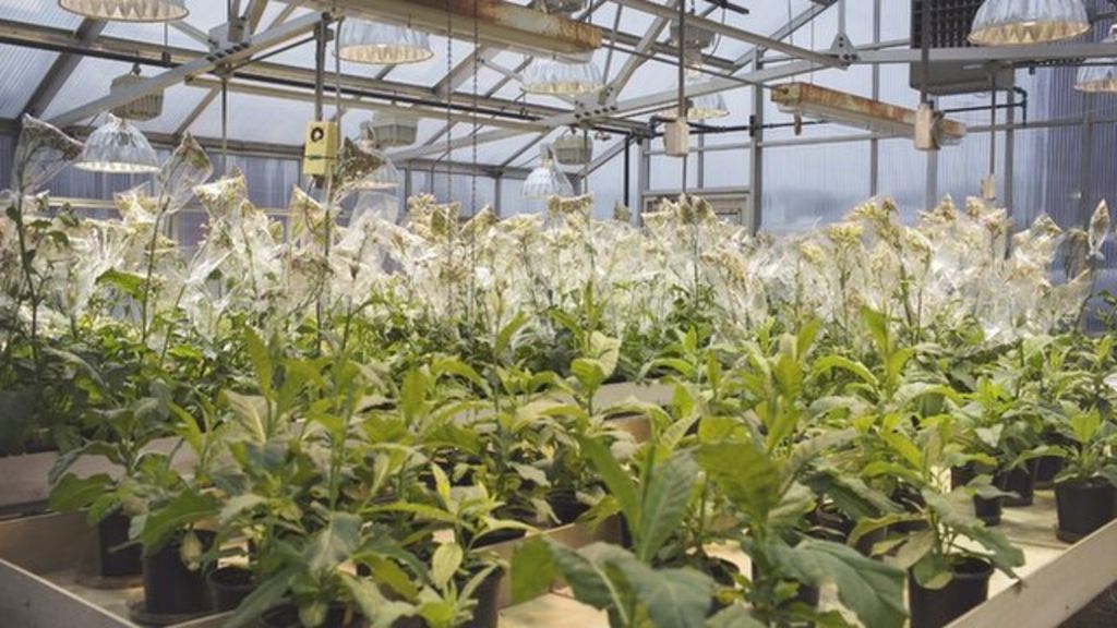 How to make plants use more sunlight