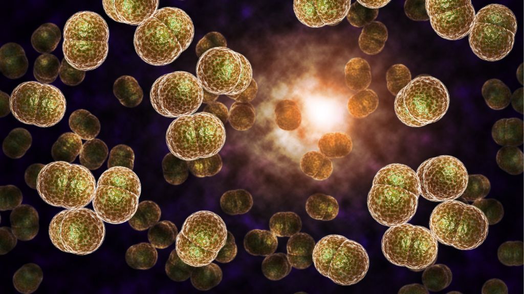 Gonorrhoea 'could become untreatable' - BBC News