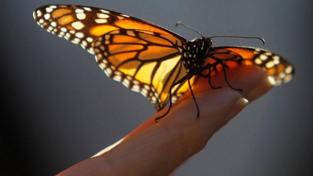 VIDEO: How do Monarch butterflies navigate?