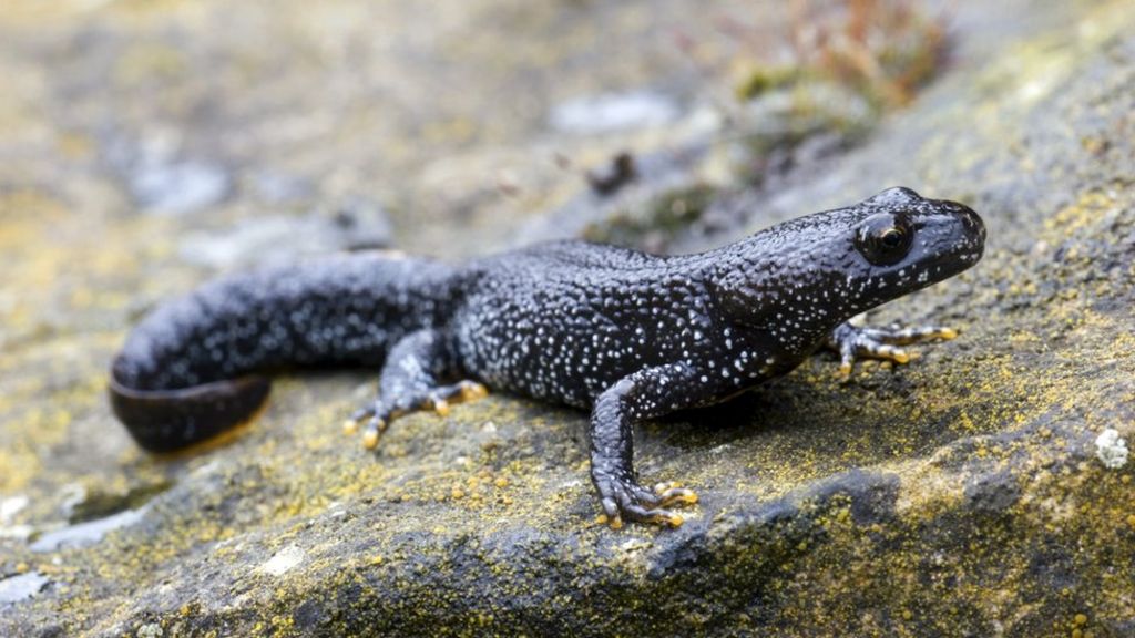 Species rule change considered - BBC News