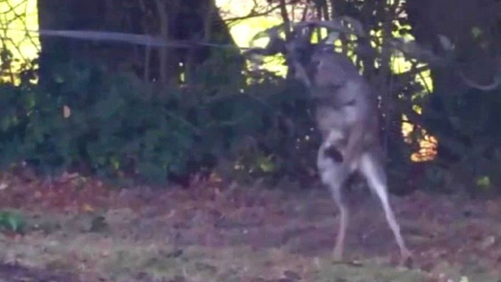 Deer's antlers caught in electric fence in Ashdown Forest