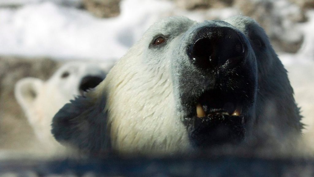 'Polar bear hybrid' shot in Canada