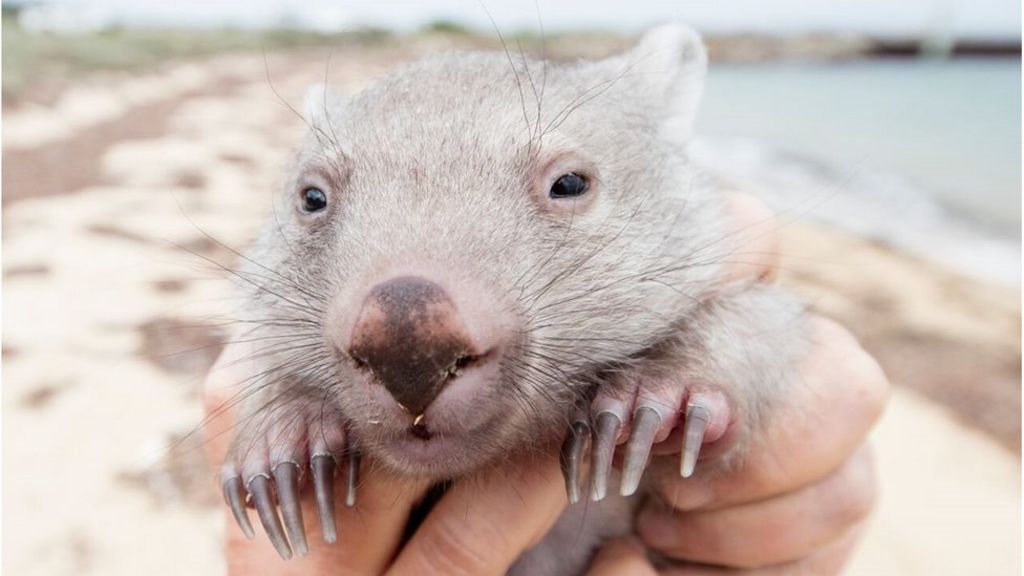 Baby wombat becomes tourism ambassador