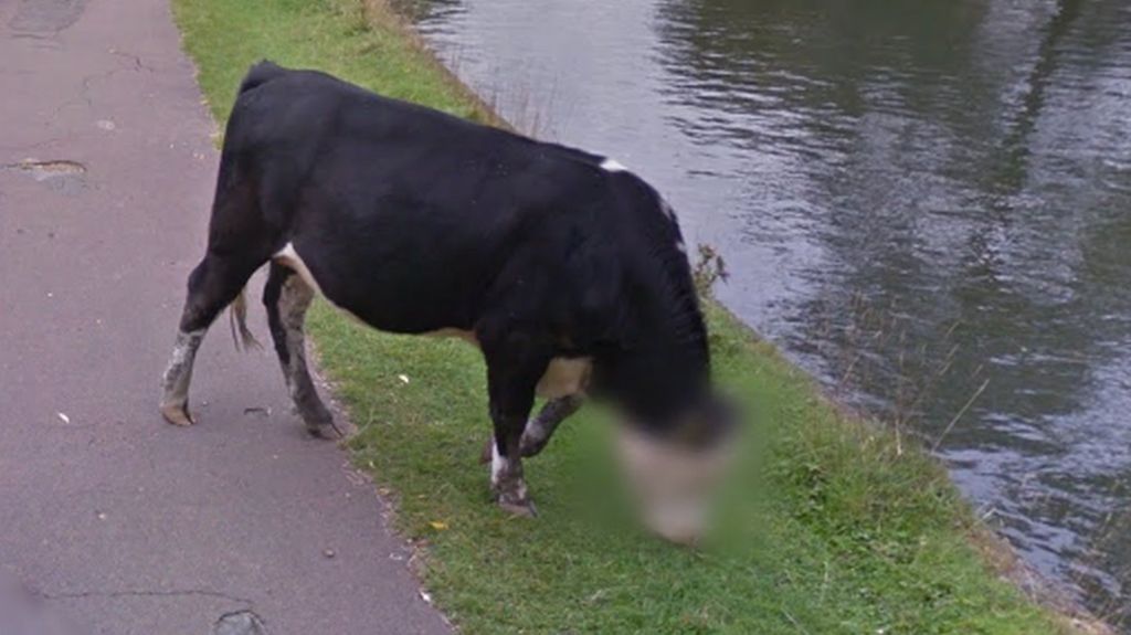 Google Street View blurs bullocks's face in Cambridge