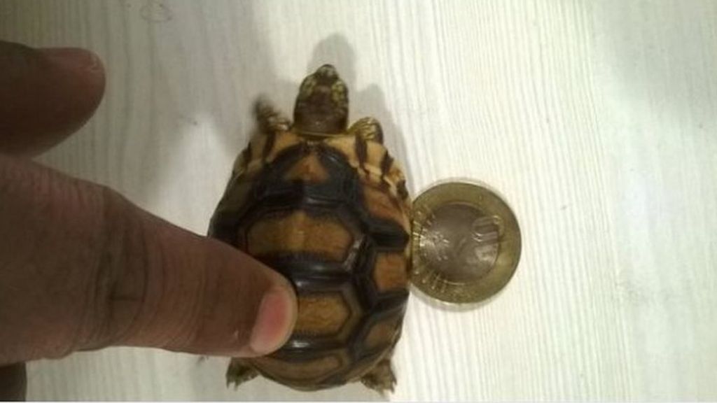 146 tortoises seized at Mumbai airport