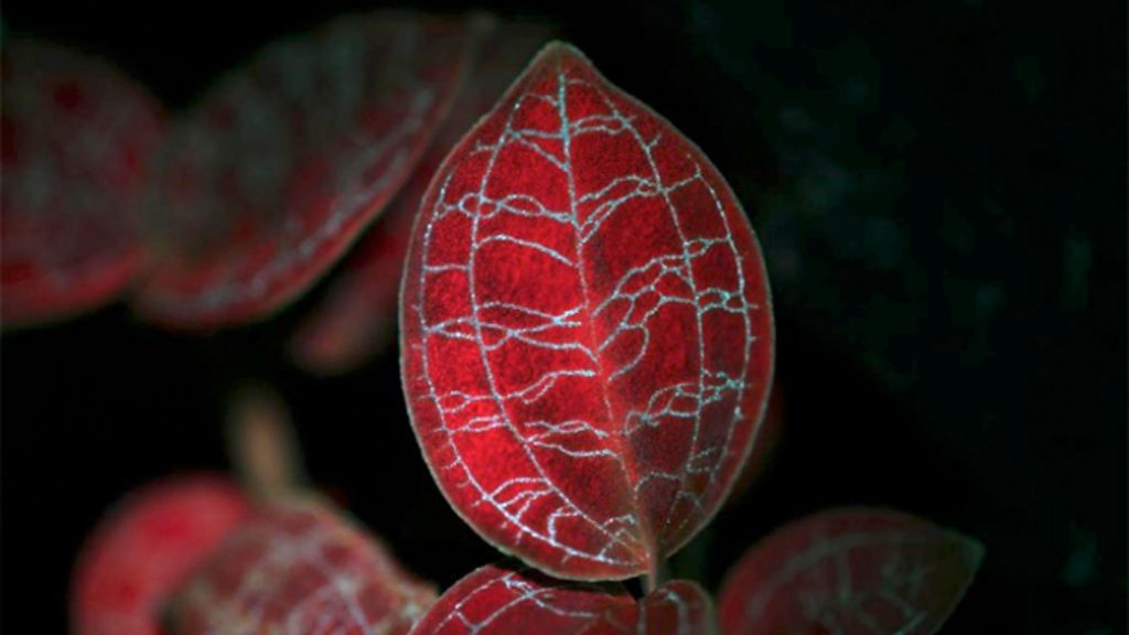 Satellite will map Earth's plant glow