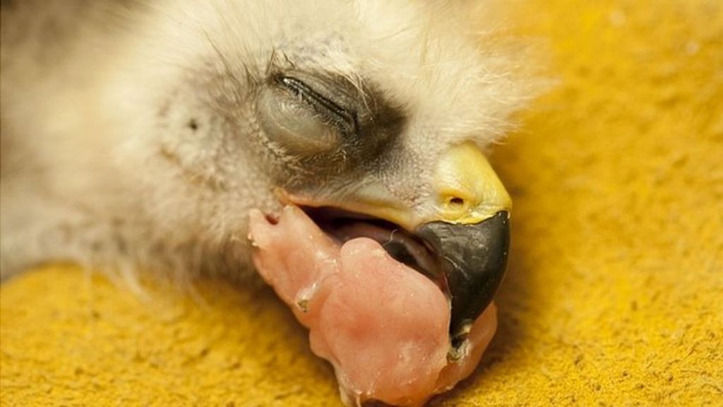 Chick has surgery on broken beak