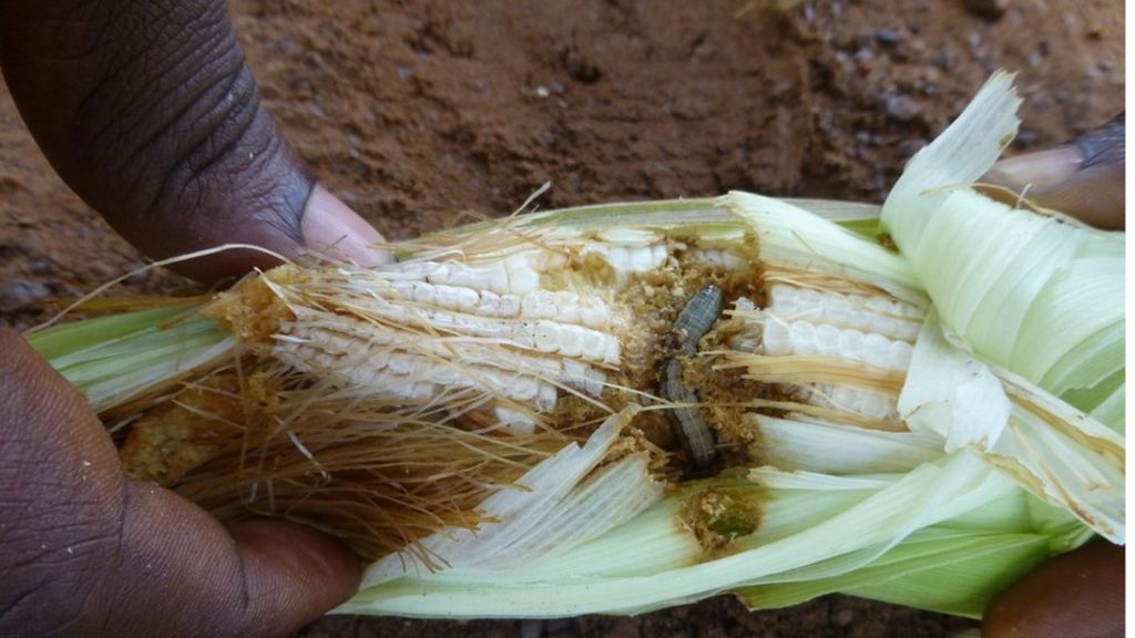 Fall armyworm 'threatens African farmers' livelihoods'
