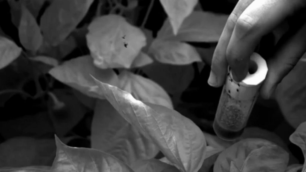 VIDEO: Tiny killer fly caught on camera