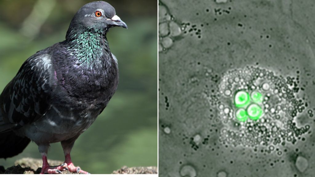 Bird cells 'can clear fatal infection'
