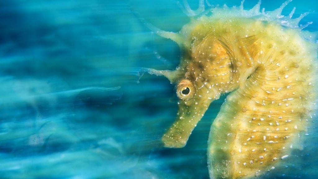 In pictures: Underwater wonders