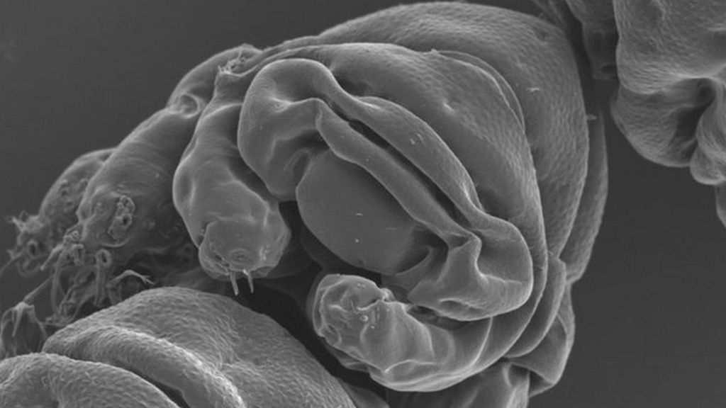 Meet Earth's indestructible micro-beast