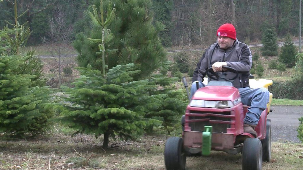 Branching out to grow Christmas trees, despite my accident