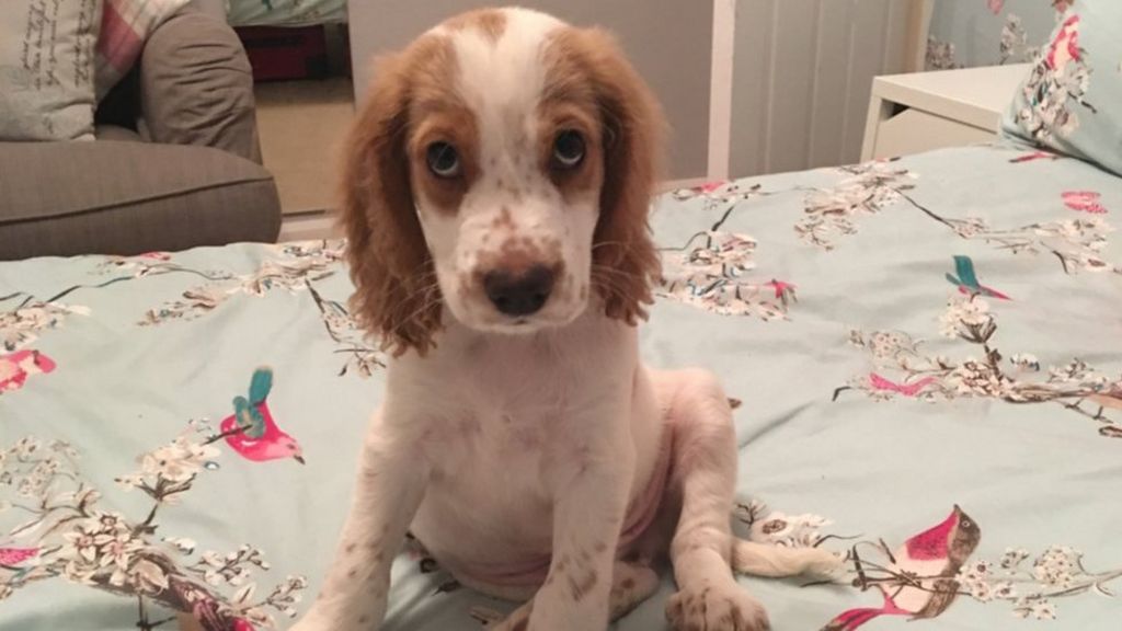 Puppy killed in moped Sutton Park 'hit-and-run'
