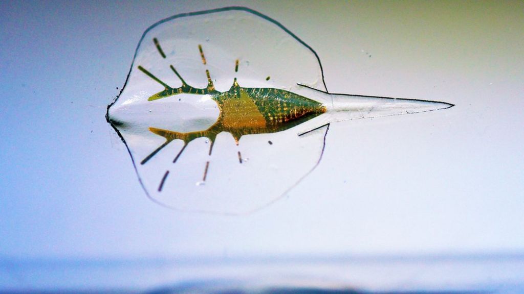 Artificial stingray is 'living robot'