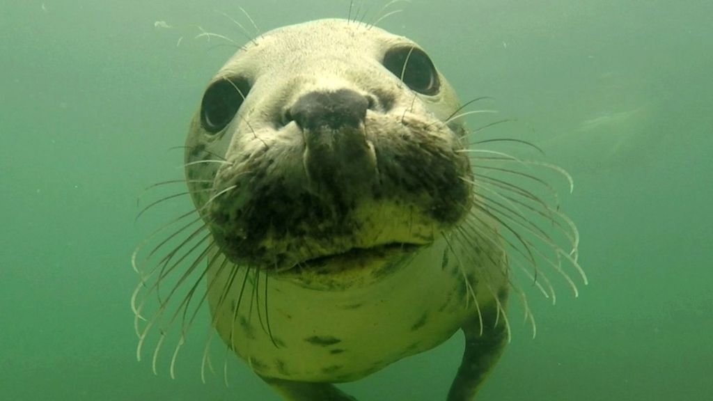 Seal studies reveal secret life