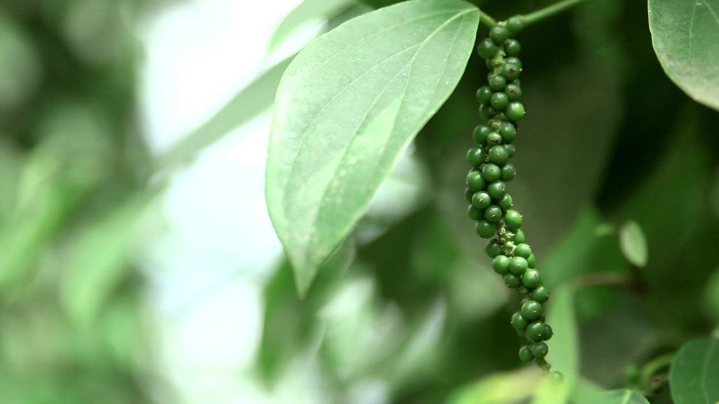Cameroon's 'protected' Penja pepper