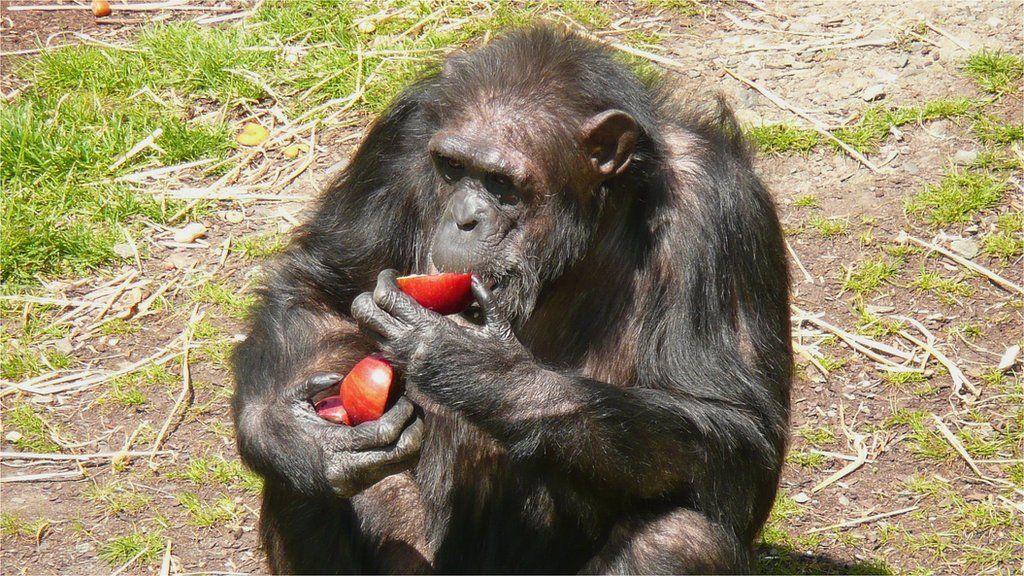 Debate over chimp 'accent' study