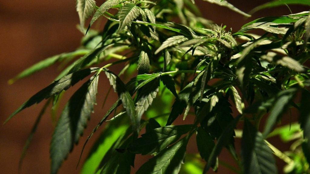 Colombia legalises medical marijuana