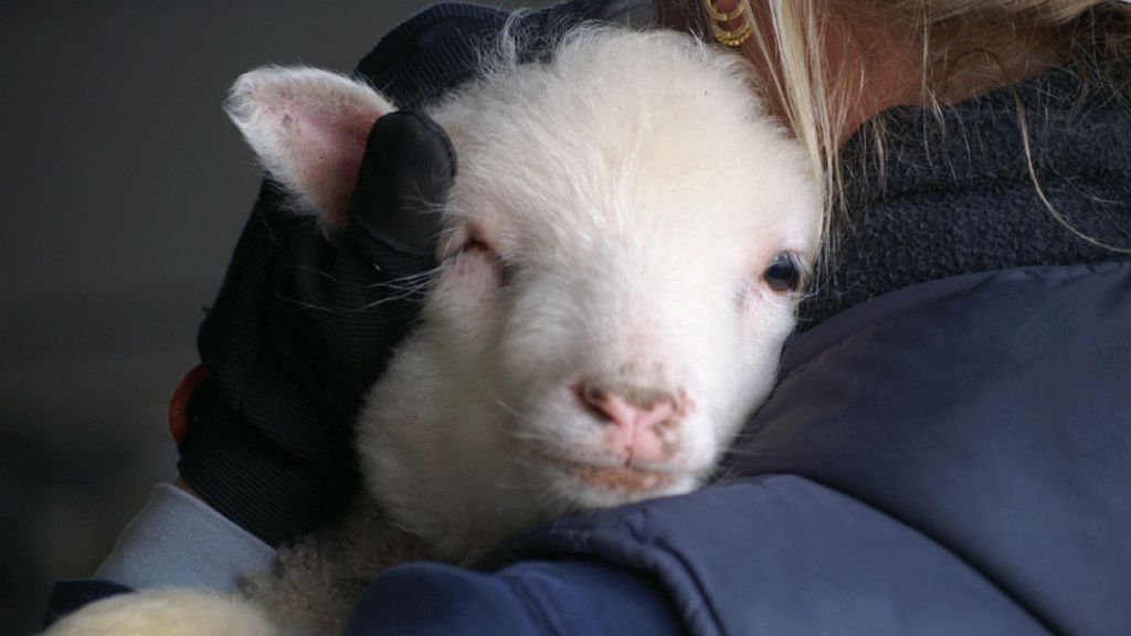 New crofts being created in Sleat on Skye - BBC News