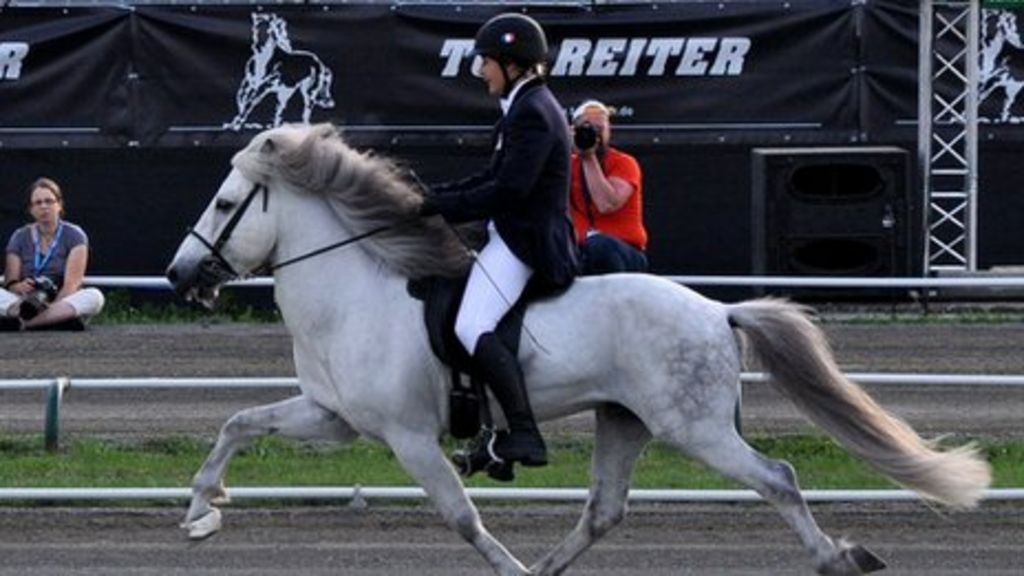 DNA shows that horse's 'funny walk originated in York'