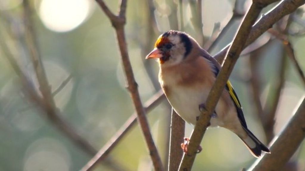 VIDEO: What brings goldfinches to gardens?