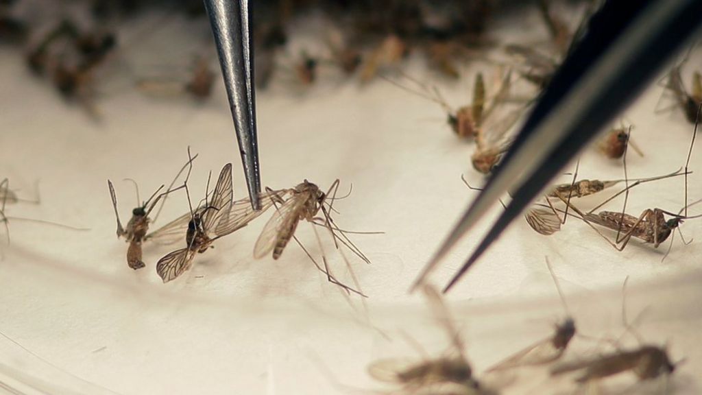 Zika sexual transmission 'more common'