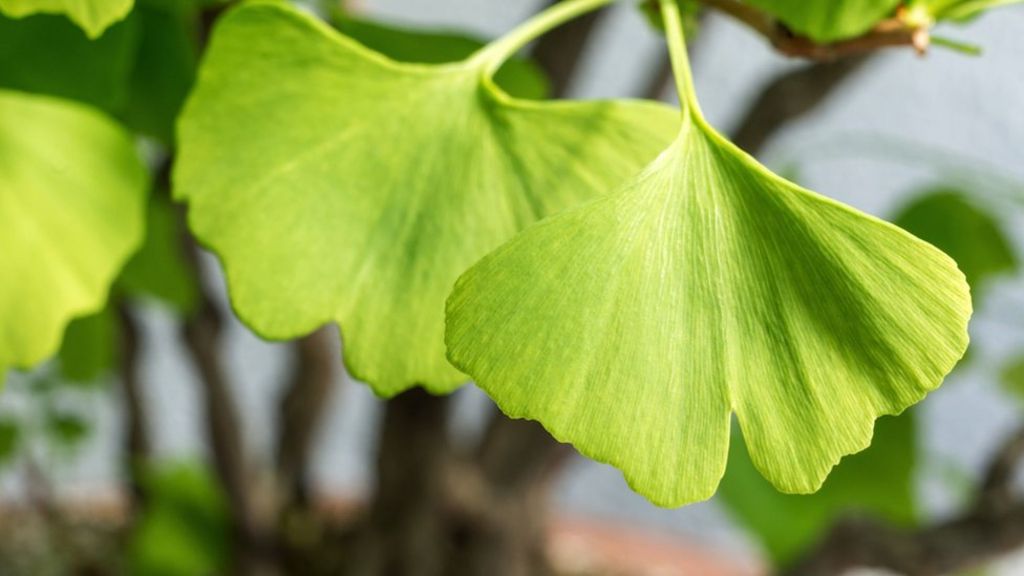 Ginkgo 'living fossil' genome decoded