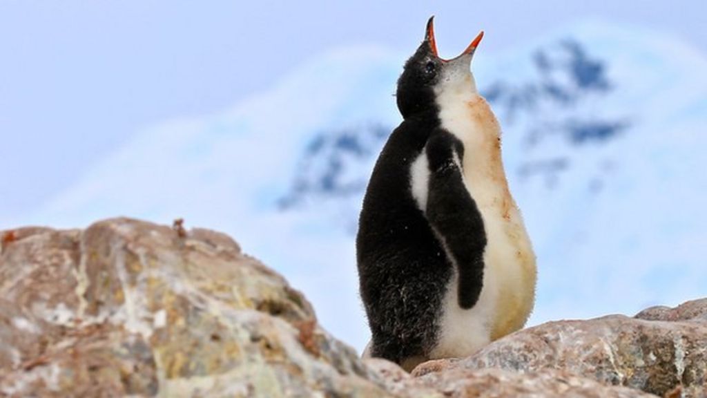 VIDEO: Scientists set up penguin CCTV