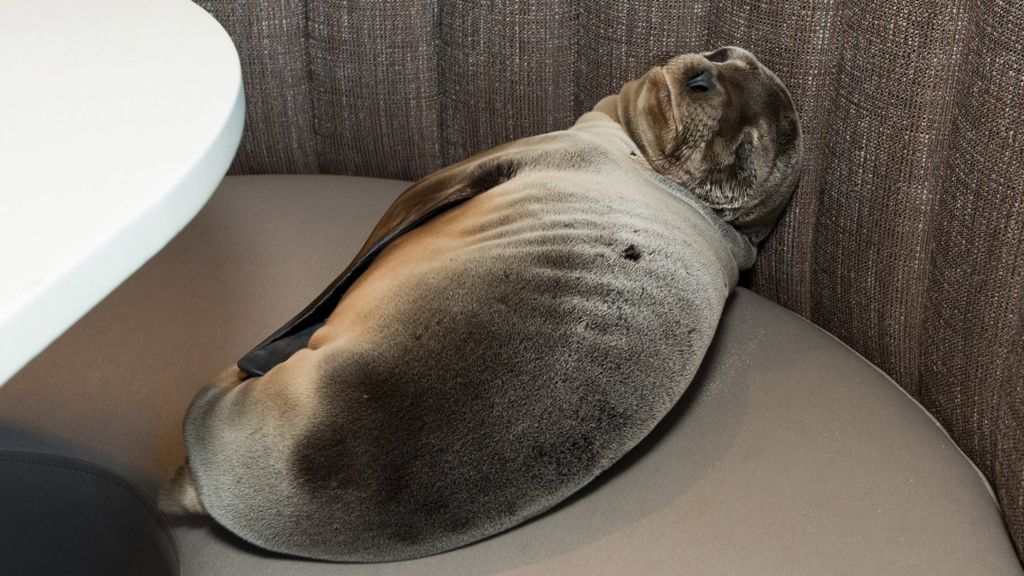 Sea lion found in San Diego restaurant