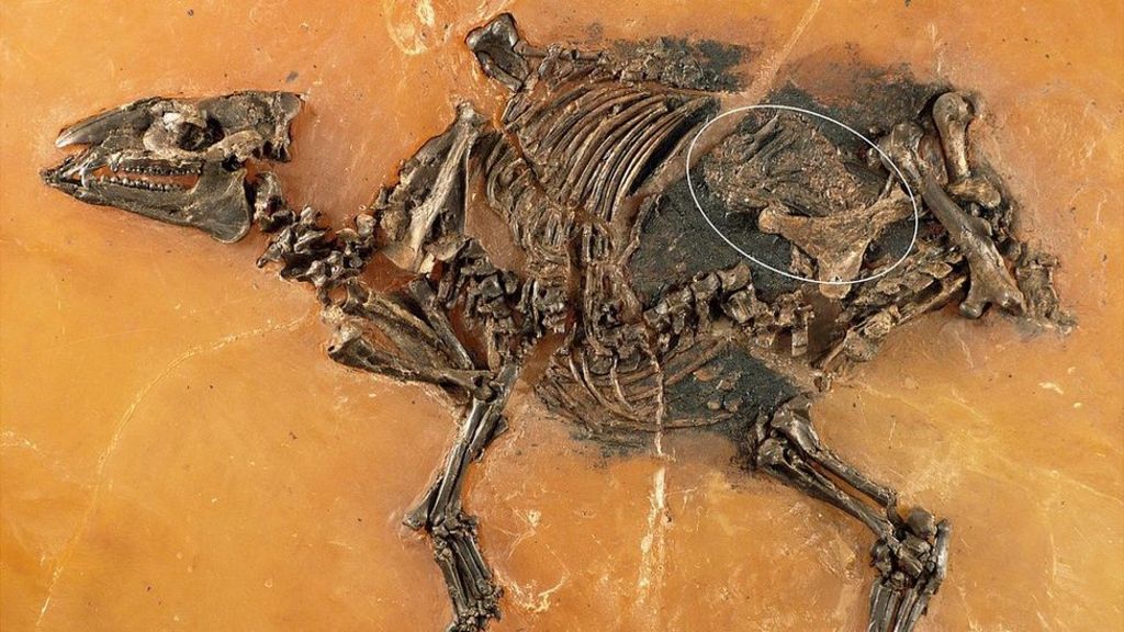 Ancient horse-like foetus discovered