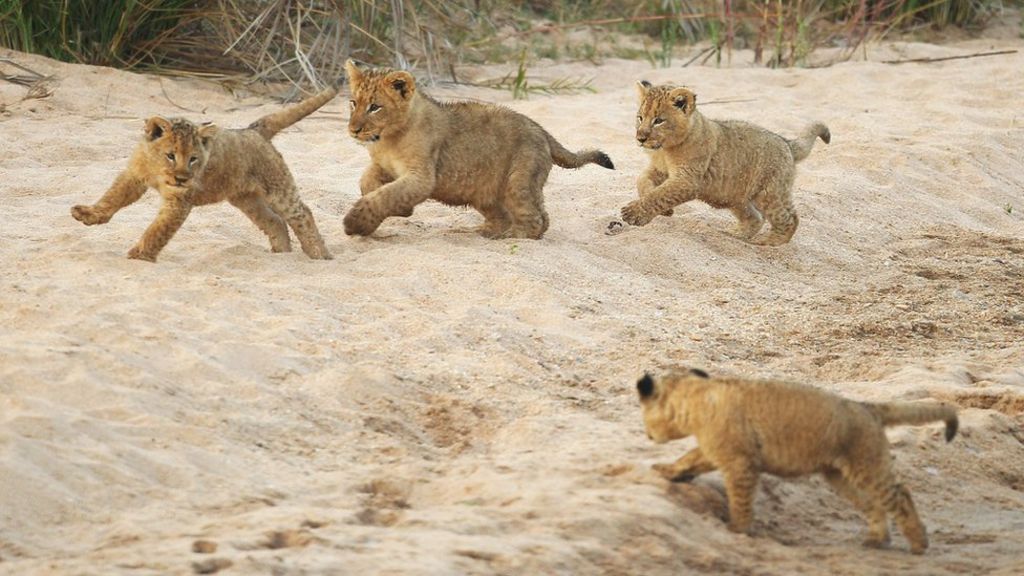 Lion populations in Africa 'could halve in 20 years' - BBC News