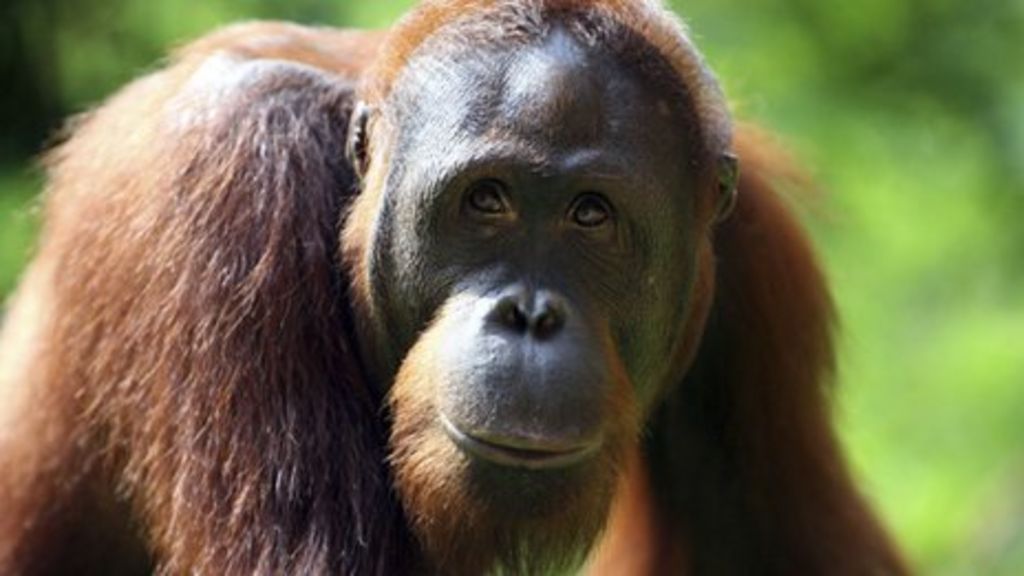 New data shows 'staggering' extent of great ape trade