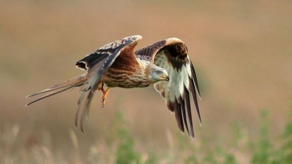 Oxfordshire red kites attacked with shotgun BBC News