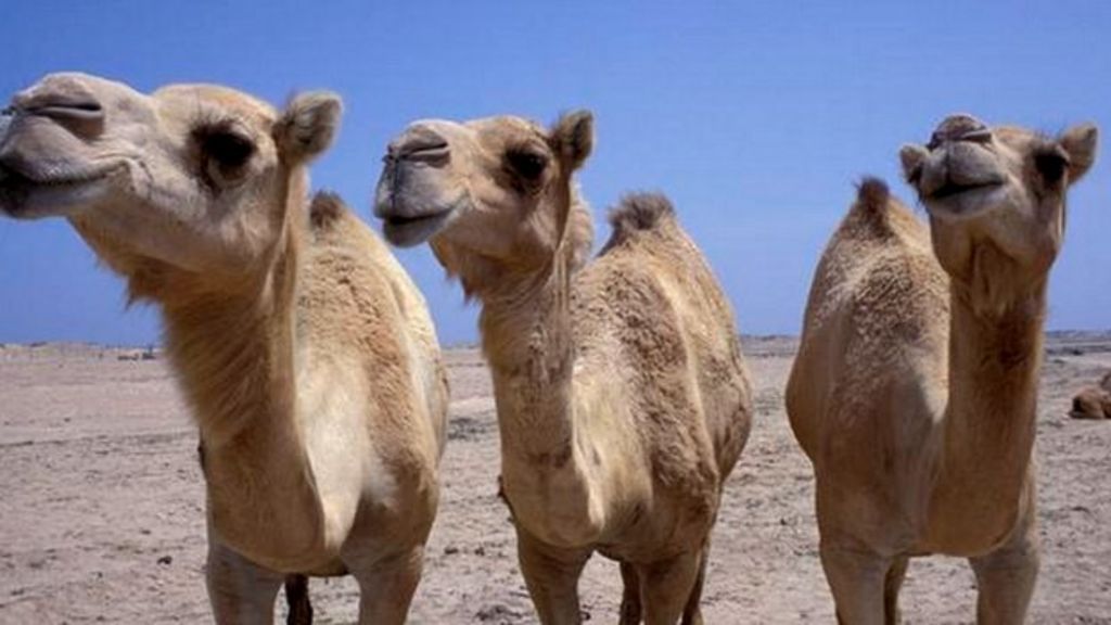 Trade routes written in camel DNA