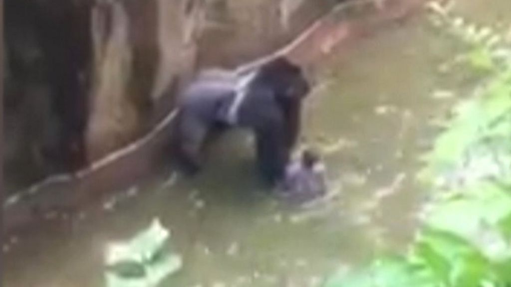 Backlash over gorilla killing at US zoo
