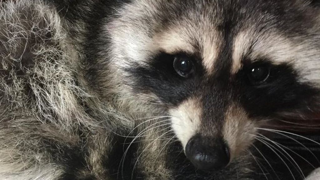 Runaway raccoon rescued from roof