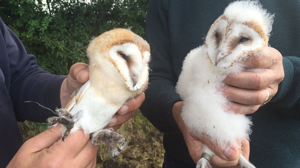 Feisty owls and crawly critters