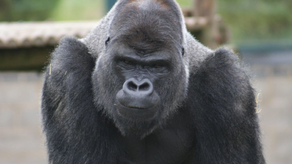 Twycross Zoo begins great ape heart disease study