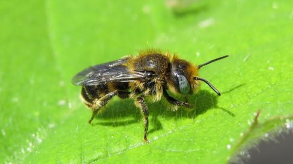 Neonic pesticide link to long-term wild bee decline