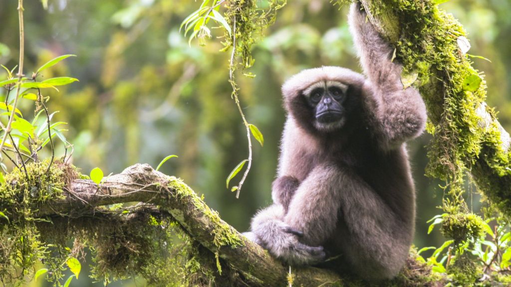 'Star Wars gibbon' is new primate species
