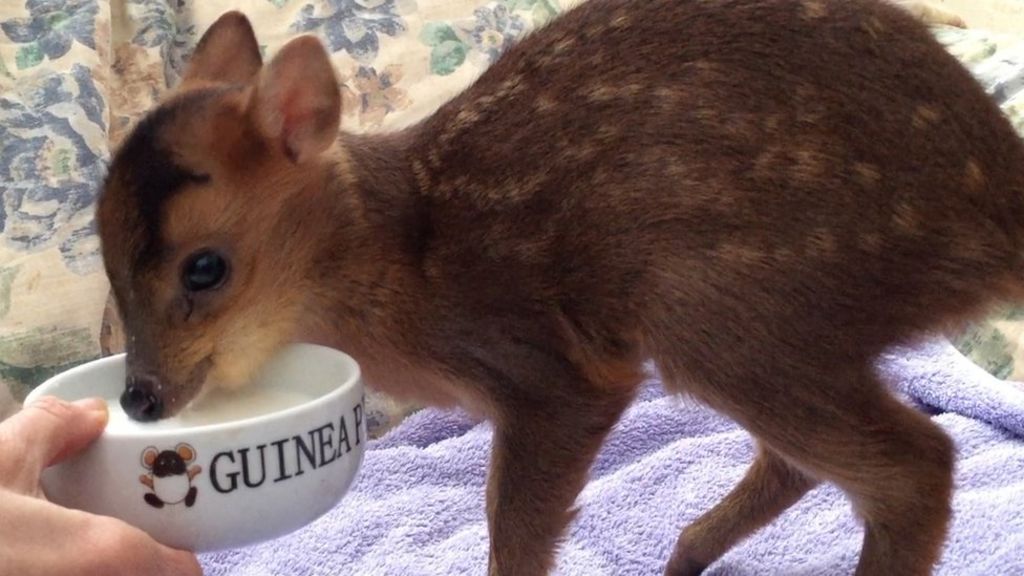 Baby deer doing well after being found by Labrador