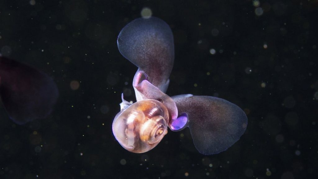 Tiny sea snail 'swims like a bee'