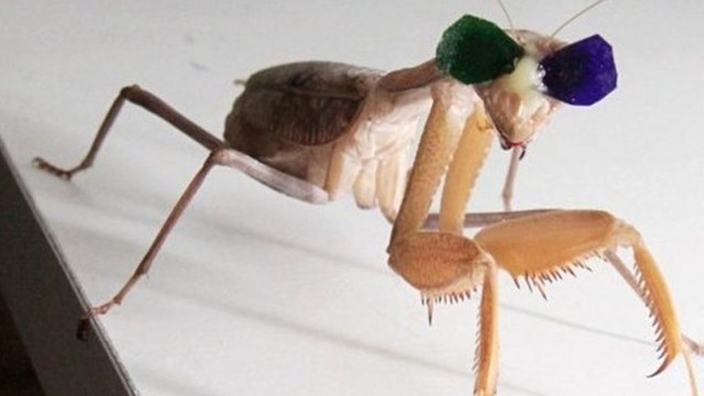 VIDEO: Why is a praying mantis wearing 3D glasses?